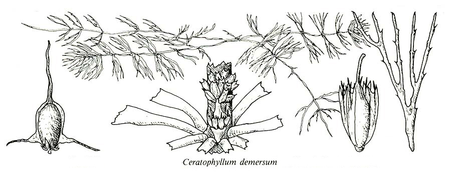 image of FSA1_Ceratophyllum_dem.jpg
