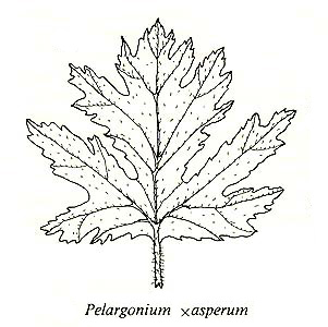 image of FSA2_Pelargonium_asp.jpg